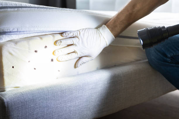 Best Affordable Pest Control Services  in North Falmouth, MA