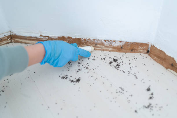 Best Pest Inspection Near Me  in North Falmouth, MA